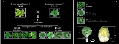 Genetic Analysis of Chinese Cabbage Reveals Correlation Between Rosette Leaf and Leafy Head Variation